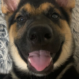 Meet your Posher, Reese